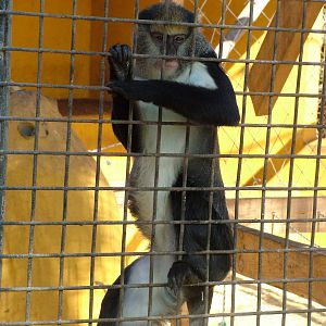 Campbell's Guenon at Monkey Park, 09/11/10