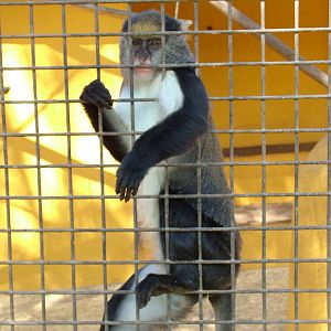 Campbell's Guenon at Monkey Park, 09/11/10
