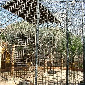 Patas Monkey Exhibit at Monkey Park, 09/11/10