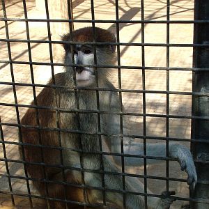 Patas Monkey at Monkey Park, 09/11/10