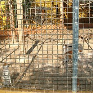 Patas Monkeys at Monkey Park, 09/11/10
