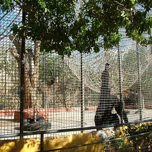 Chimp Exhibit at Monkey Park, 09/11/10
