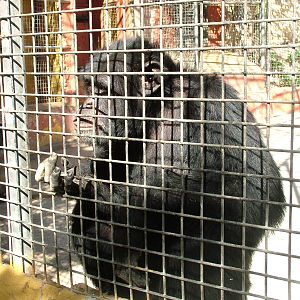 Chimp at Monkey Park, 09/11/10