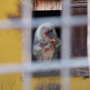Stump-tailed Macaque at Monkey Park, 09/11/10