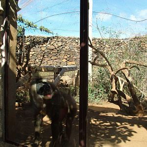Drill Exhibit at Monkey Park, 09/11/10