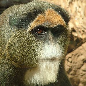 DeBrazza's Guenon at Monkey Park, 09/11/10