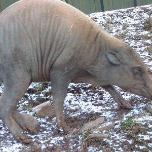 Babirusa.