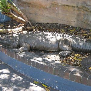 crocodylian statue