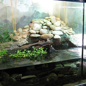 tank for matamata (Chelys fimbriatus)