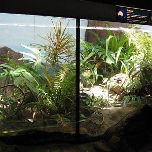 tank for tuatara (Sphenodon punctatus)