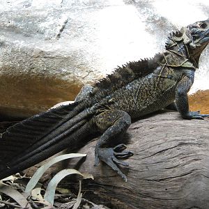 Philippine sailfin lizard (Hydrosaurus pustulatus)