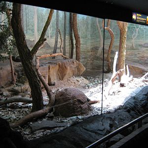 tank for olive python (Liasis olivaceus)