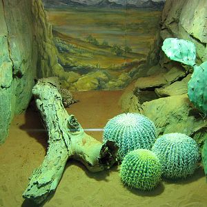 tank for Gila monster (Heloderma suspectum)