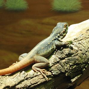 tawny crevice dragon (Ctenophorus decresii)