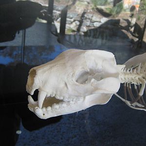 Tasmanian devil skull