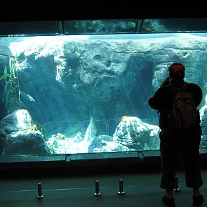 indoor viewing of little blue penguins (Eudyptula minor)