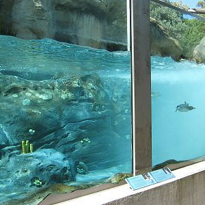 outdoor viewing of little blue penguins (Eudyptula minor)