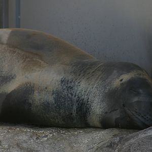 leopard seal (Hydrurga leptonyx)