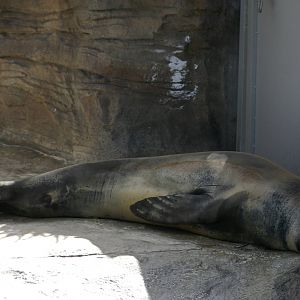 leopard seal (Hydrurga leptonyx)