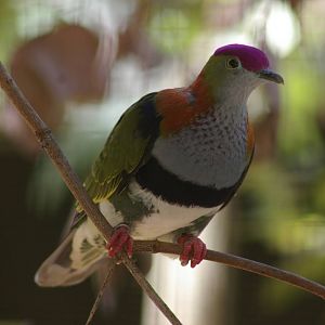 superb fruit dove (Ptilinopus superbus)