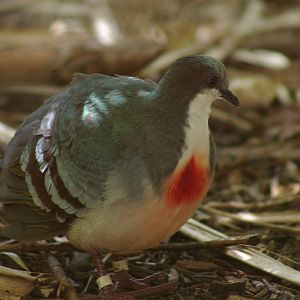 bleeding-heart pigeon (Gallicolumba luzonica)