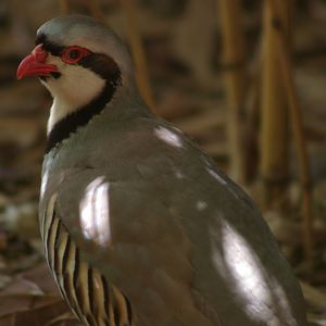 chukar (Alectoris chukar)