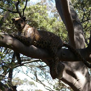 very fake leopard in a tree