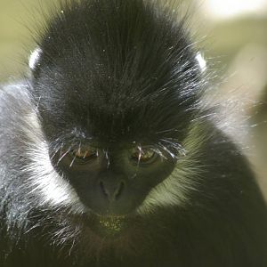 Francois leaf monkey (Trachypithecus francoisi)