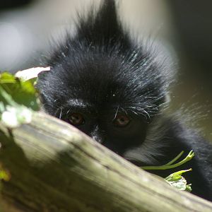 Francois leaf monkey (Trachypithecus francoisi)