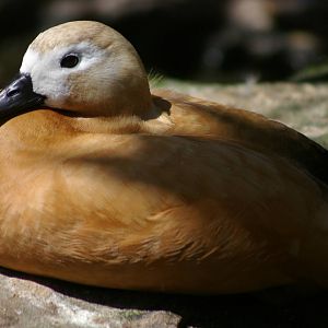 ruddy shelduck (Tadorna ferruginea)