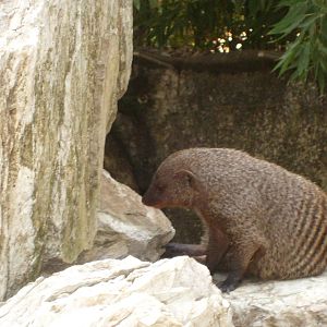 pistoia 2009 banded mongoose