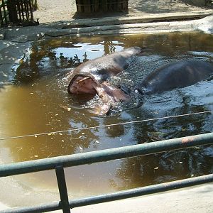 Common hippo - Pistoia 2009