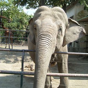 elephant - pistoia 2009