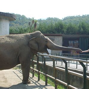 elephant feeding - pistoia 2009