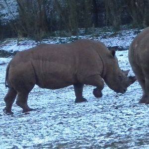 White Rhino's.