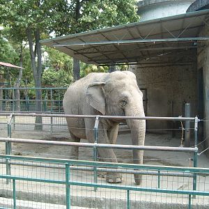 elephant enclosure