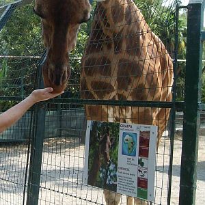 giraffe feeding