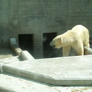 polar bear enclosure
