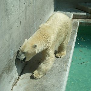 polar bear