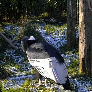 Andean Condor.