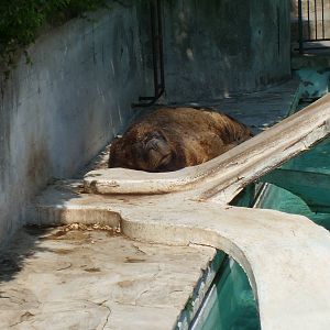 sea lion