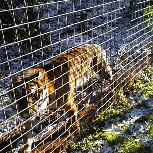 Alisha Female Sumatran Tiger.