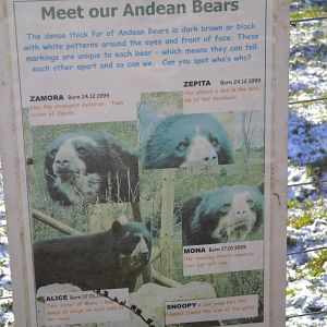 South Lakes Wild Animal Park Andean Bear's.