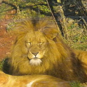 Shikar African Lion.