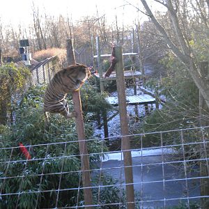 Padang male Sumatran Tiger.