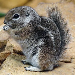 Ammospermophilus harrisii / Harris's antelope squirrel