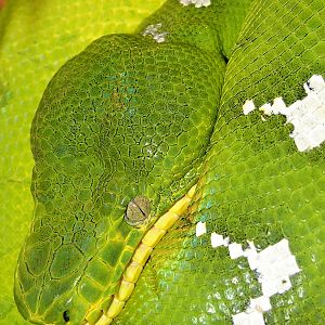 Corallus caninus / Emerald tree boa, Skansen Akvariet 20-11-2010.
