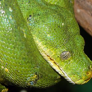Morelia viridis / Green Tree Python