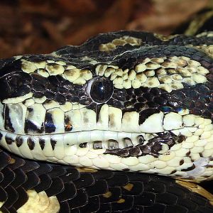 Morelia spilota variegata / Carpet Python