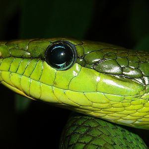Goniosoma oxycephala / Red-tailed Ratsnake